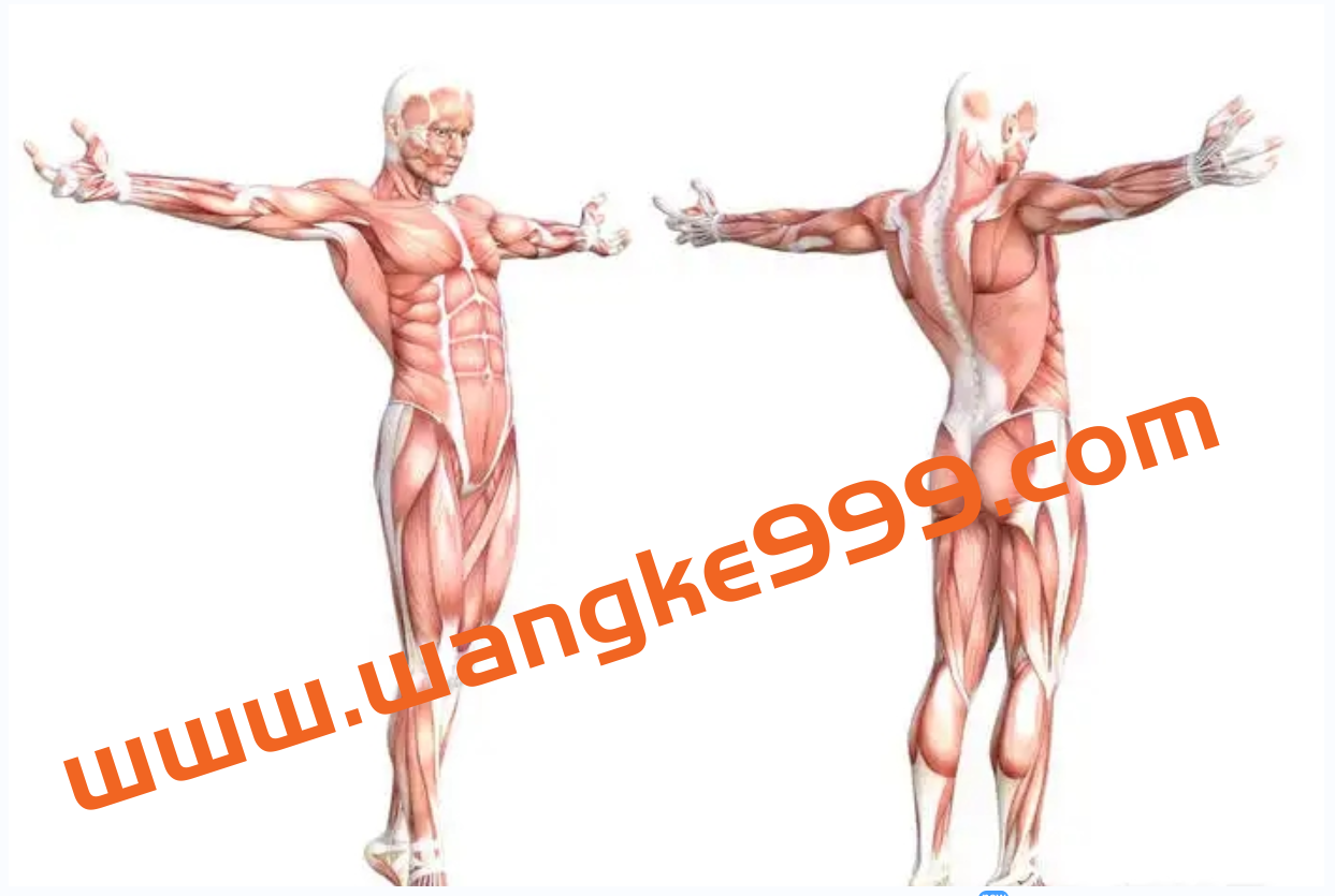 苟文强《51块肌肉解剖课》视频插图 苟文强《51块肌肉解剖课》视频插图